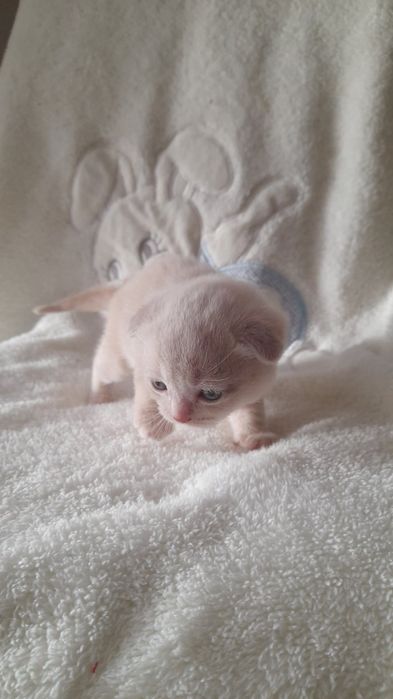 Кошенята вислоушки