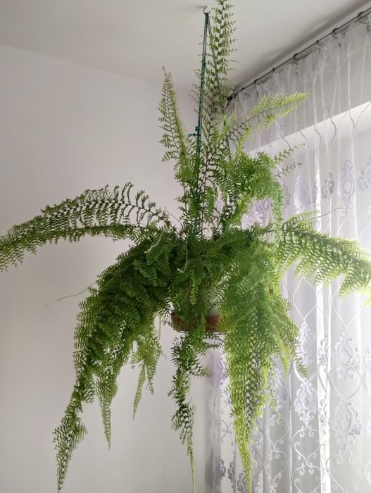 Sprzedam Paproć ładna