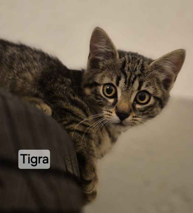 12 tygodniowe kociaki do adopcji.