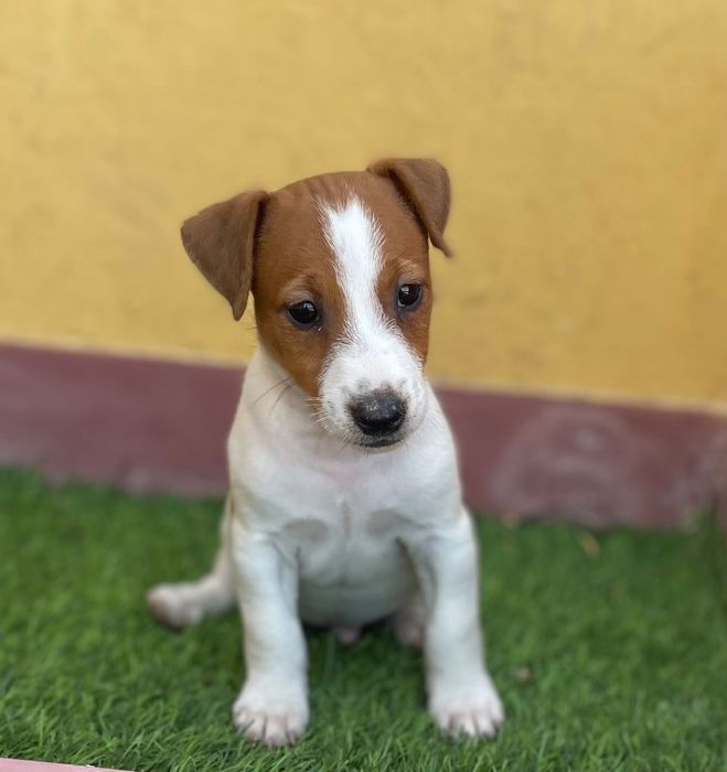 Macho Jack Russell
