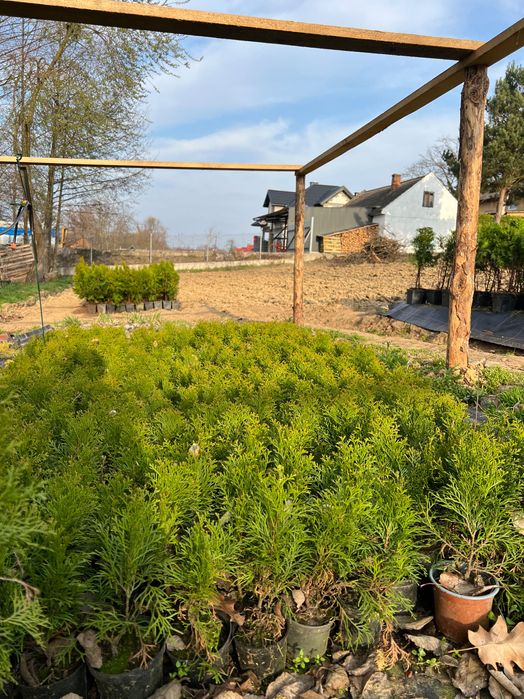 Tuja szmaragd sadzonki 20-30cm w doniczkach!