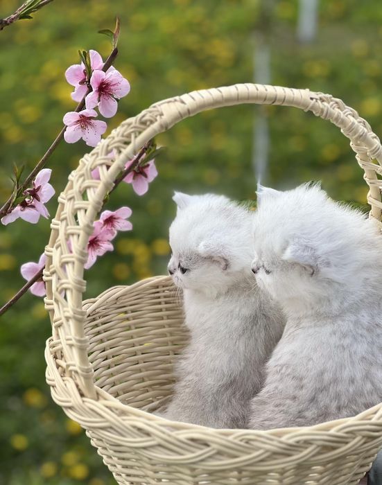 Котята ns11 шиншилла серебріста