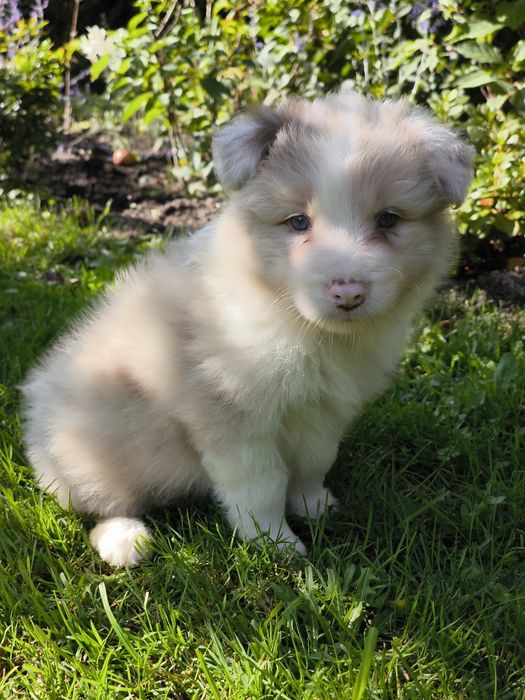 Border collie ZKWP FCI piesek red merle