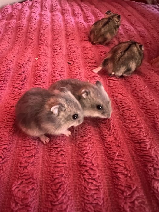 Джунгарский хомяк