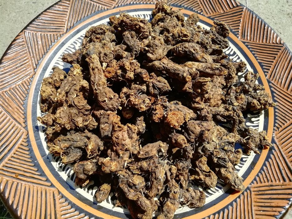 Корінь калгана з Карпат, калган, перстач, лапчатка (сушений)