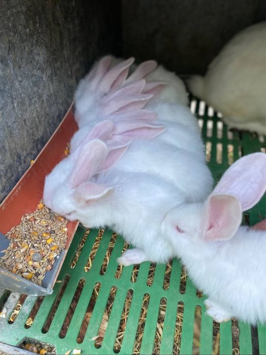 Продаються кролики