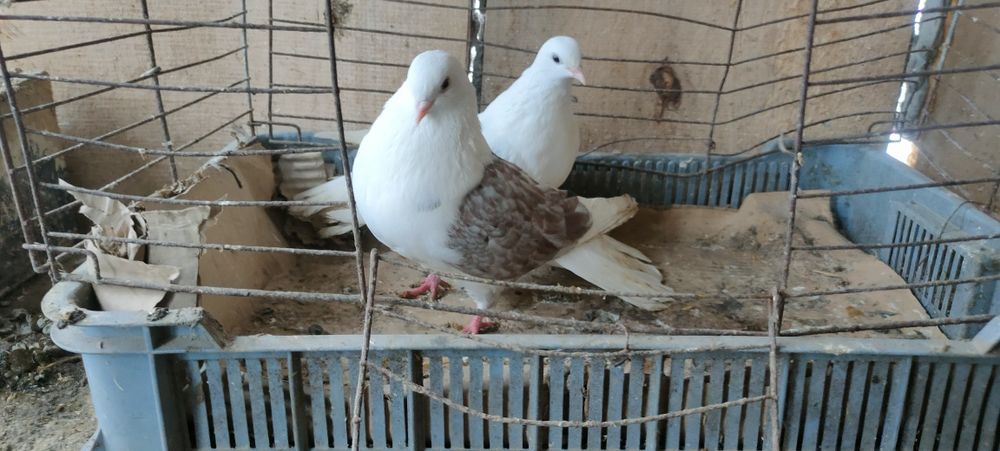 Sprzedam gołębie ozdobne