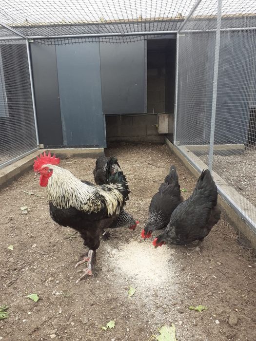 Ovos férteis para incubação