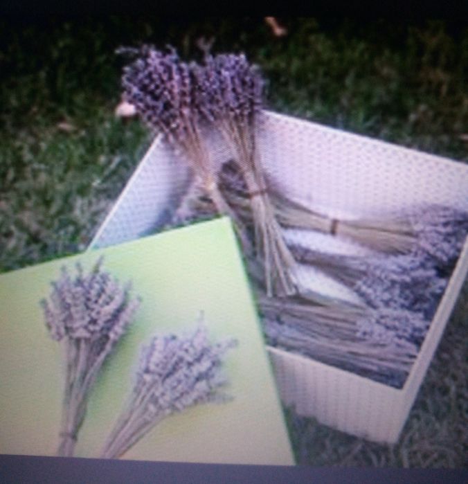 Lavanda/alfazema e outras aromáticas e condimentares