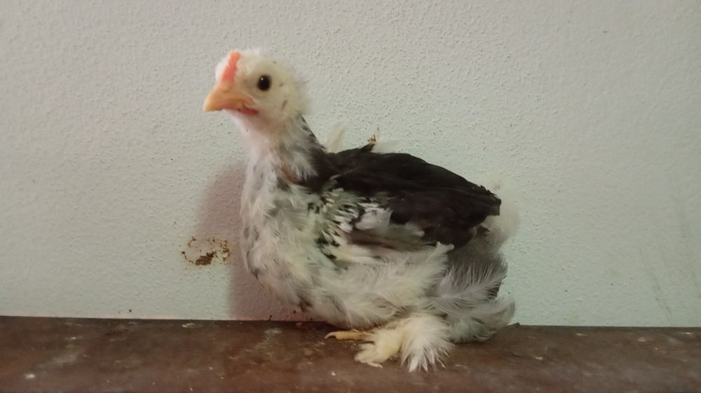 Pekins várias mutações