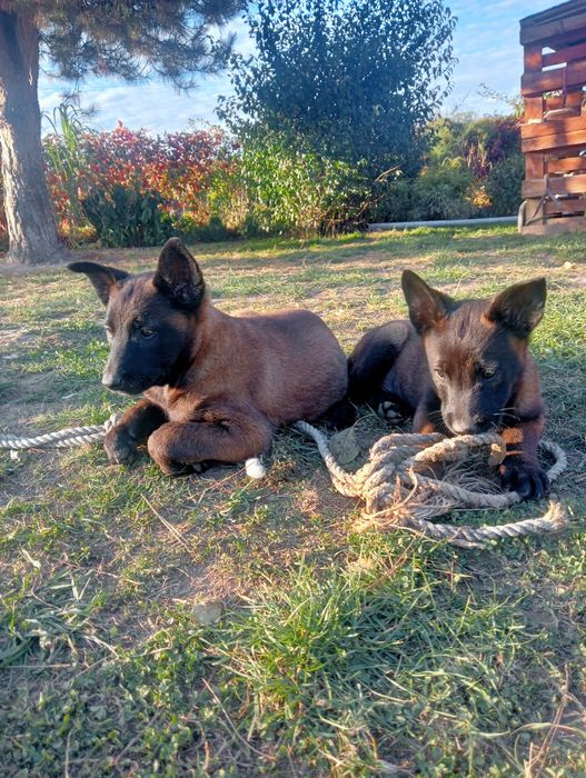 Owczarek belgijski malinois