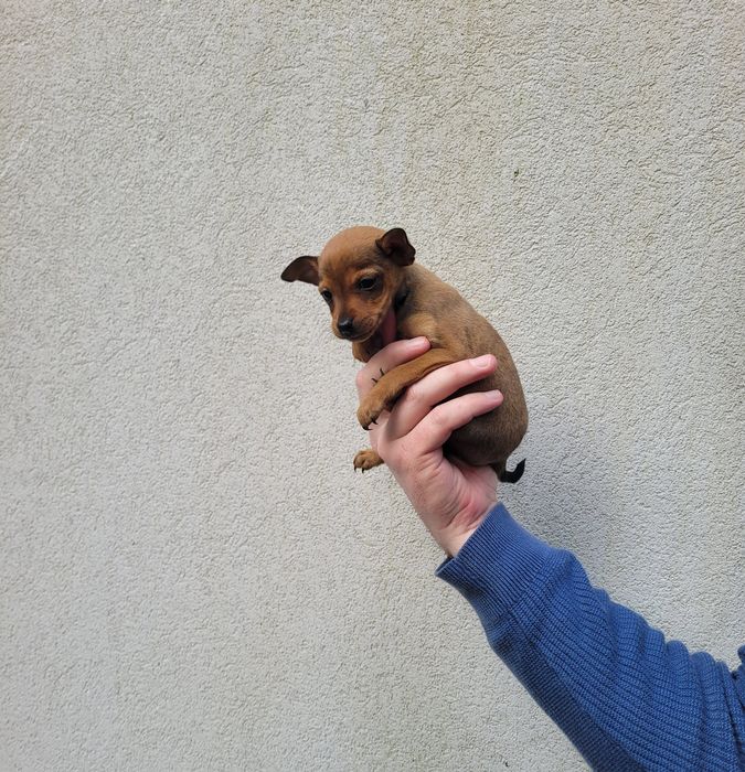Pinscher miniatura femea