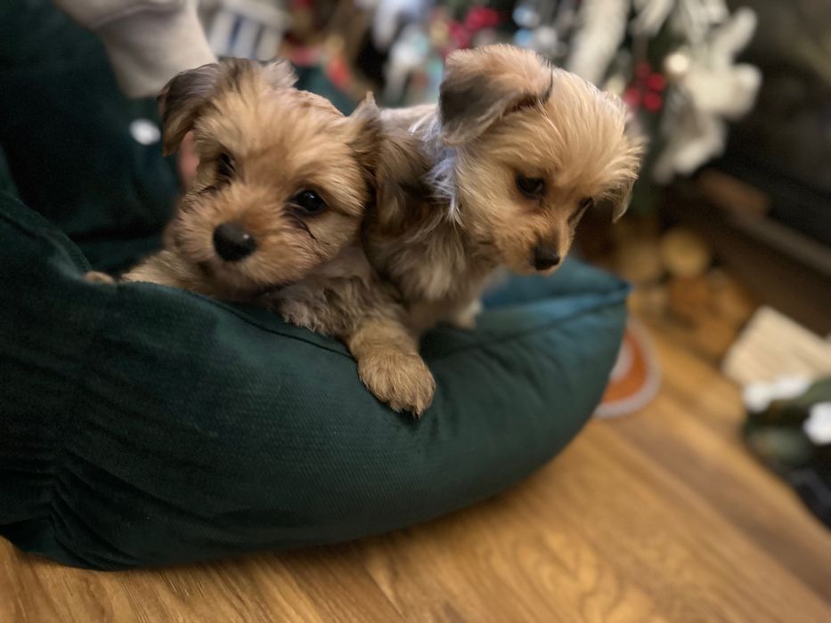 Do oddania mieszane yorki