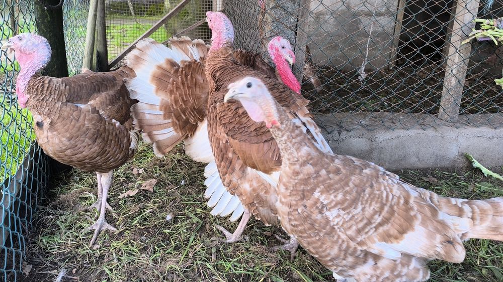 Raças Índio gigante, Marans ovos cor chocolate