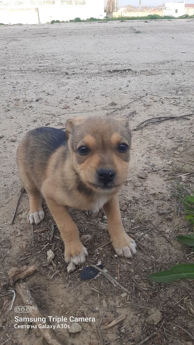 Віддам в добрі руки