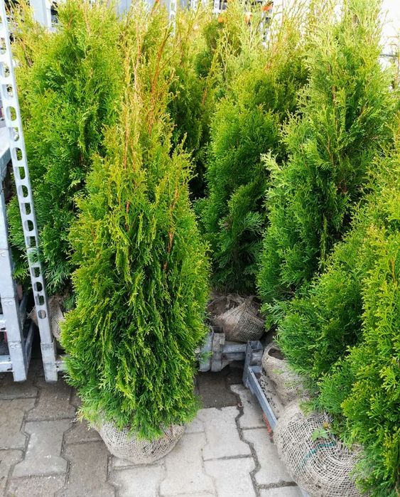 Tuja SZMARAGD 2 metry, żywotnik zachodni różne wysokości