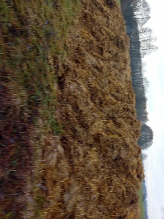 Obornik kurzak sprzedam