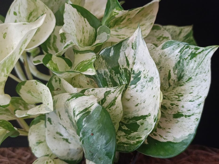 Епіпремнум Хеппі Ліф (Epipremnum aureum 'Happy Leaf'),Епіпремнум Хеппі Ліф (Epipremnum aureum 'Happy Leaf'),
