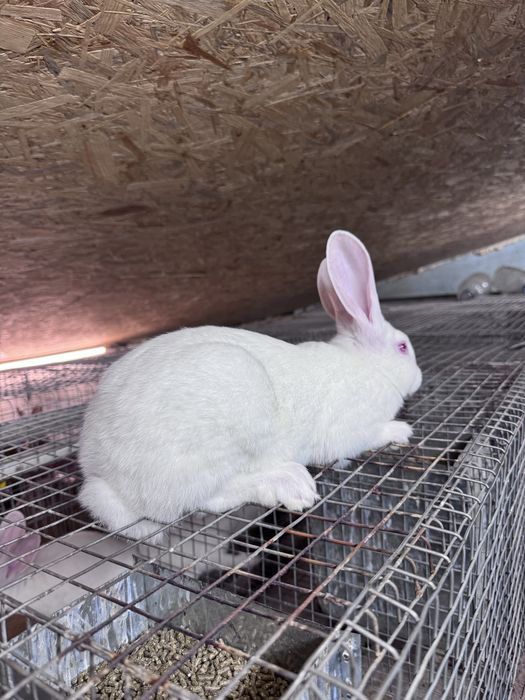 Кролики Термонці