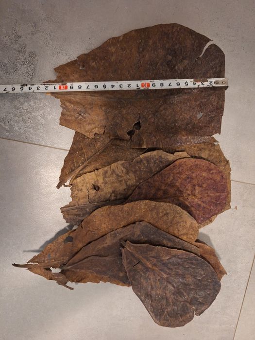 Liście Ketapang 10 sztuk