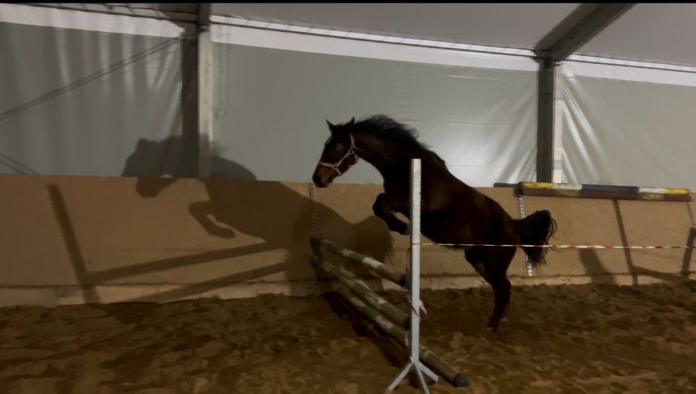 Klacz sp siodło skoki