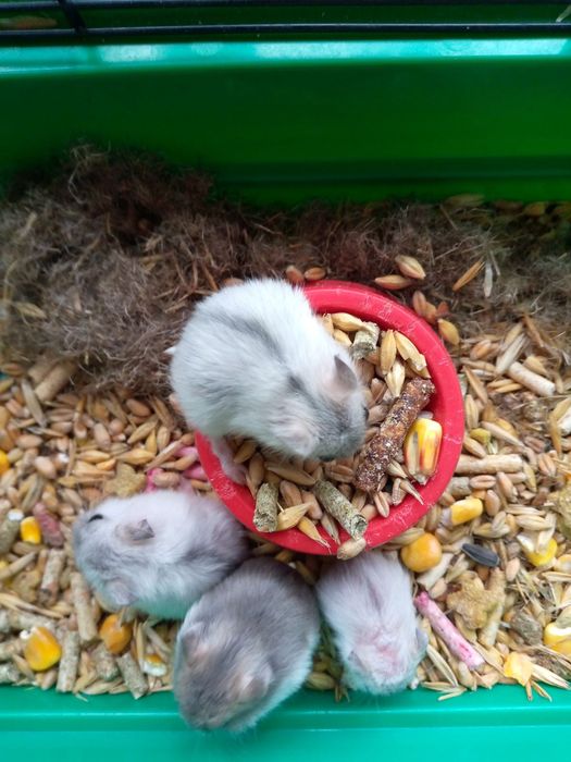 Хомячки Кременчуг