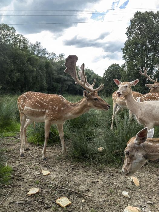 Daniele byki porcelana