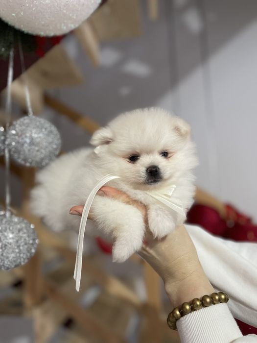 Померанські шпіци  від серця до серця