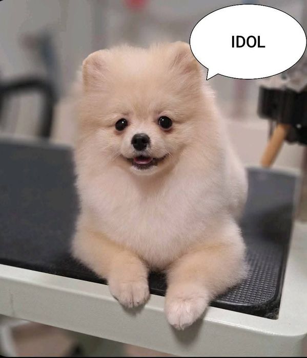 Szpic miniaturowy pomeranian