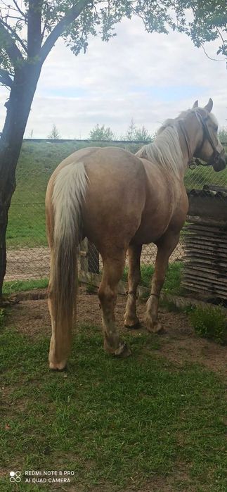 Продається кобила 8 років.