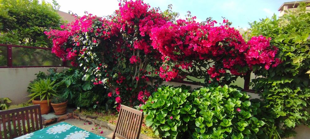 Serviços de jardinagem