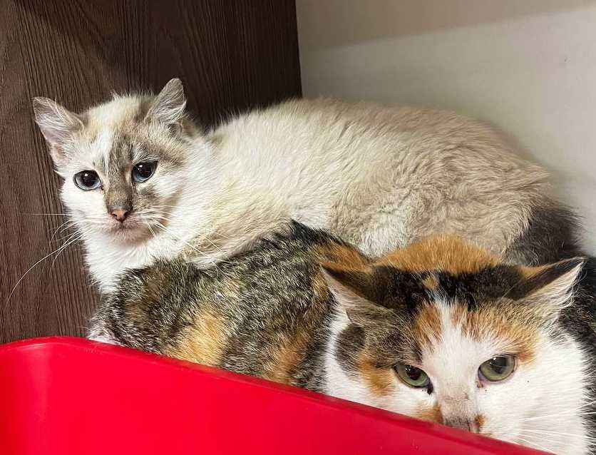 Блакитноока красуня-кішечка Еліс шукає дім (1 рік). Стерил. Кошка