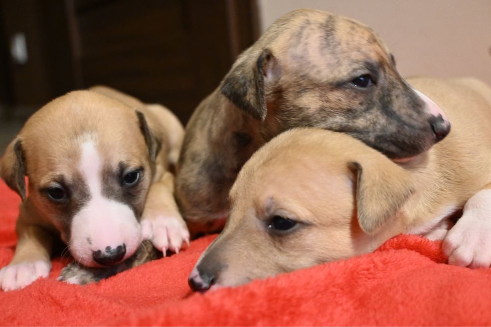 Whippet Chart Angielski-suczka