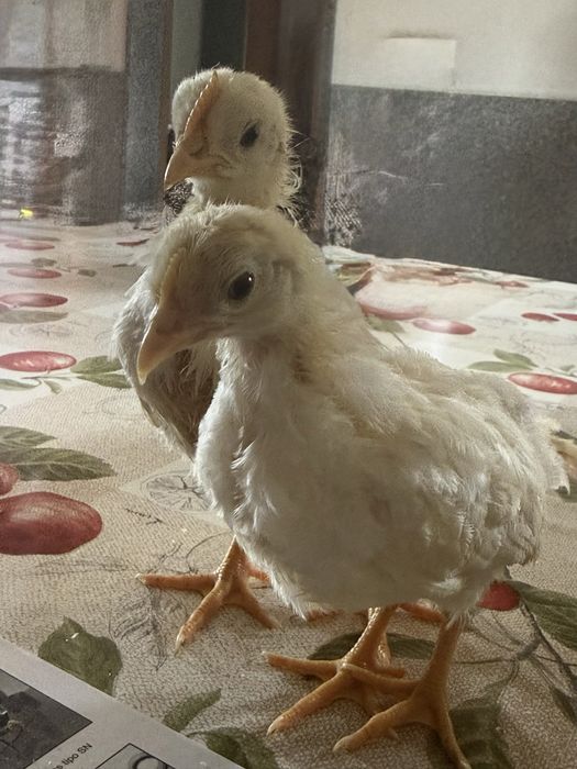 Leghorn White Casal