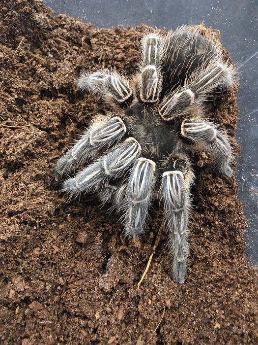 Aphonopelma seemanni subadult/adult samica