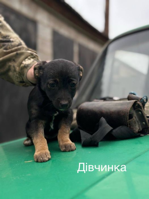 Віддам цуценят, Зміїв/Харків