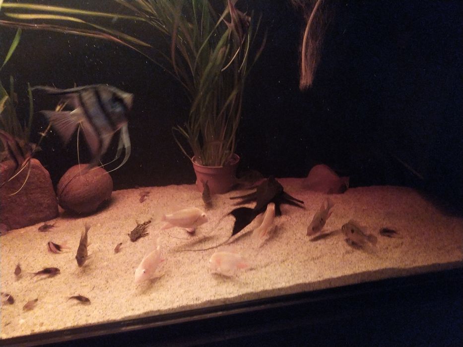 Adonis L155 Zbrojnik