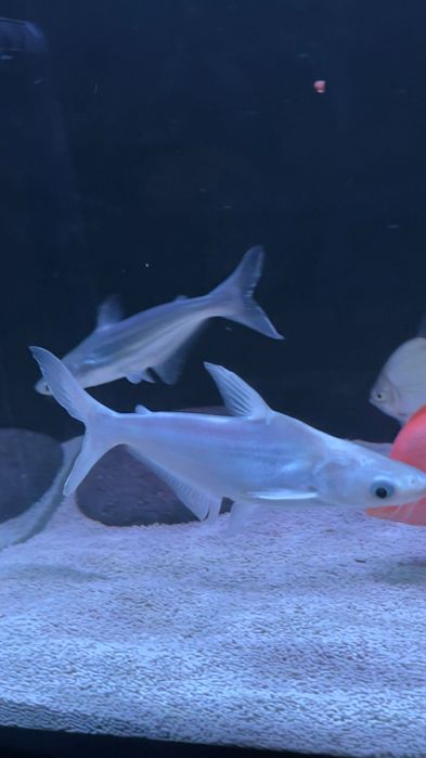 2 Peixes tubarão pangasius