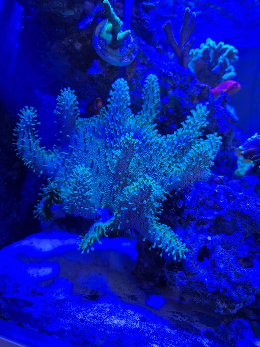 Lobopython green szczepki 5cm