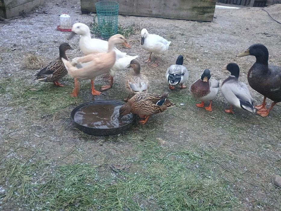 Call duck 3 pary ! Kaczka karzełek !