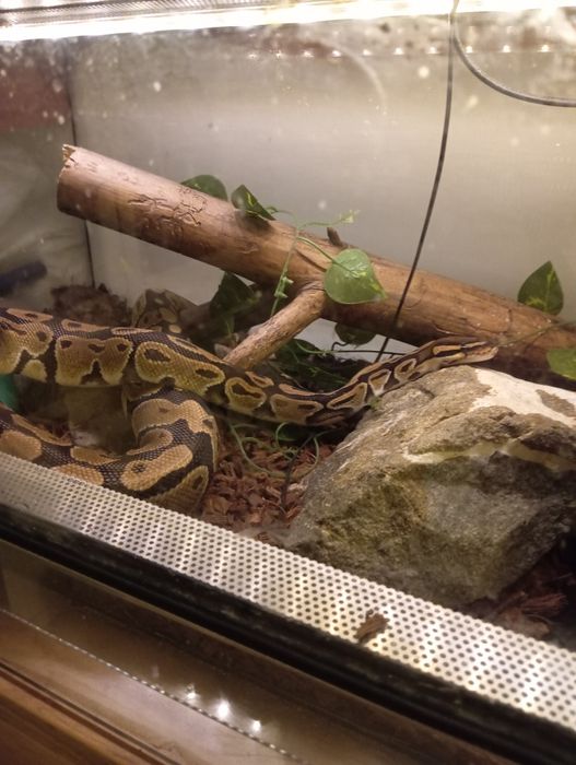 Python Regius zapraszam