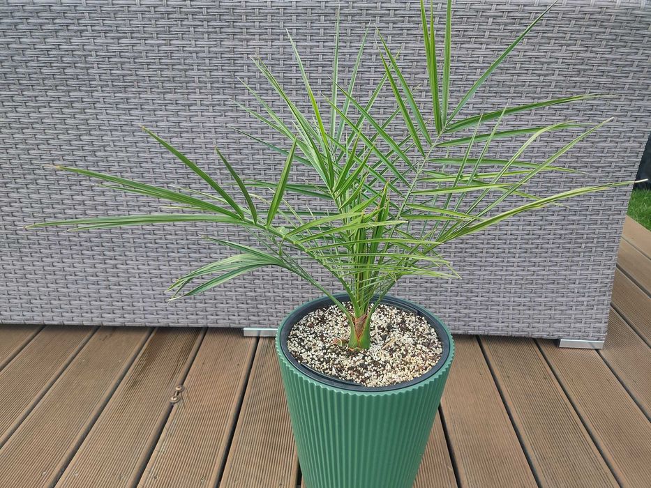 Daktylowiec kanaryjski Phoenix canariensis