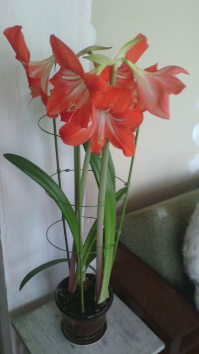 Гиппеаструм ( луковицы)