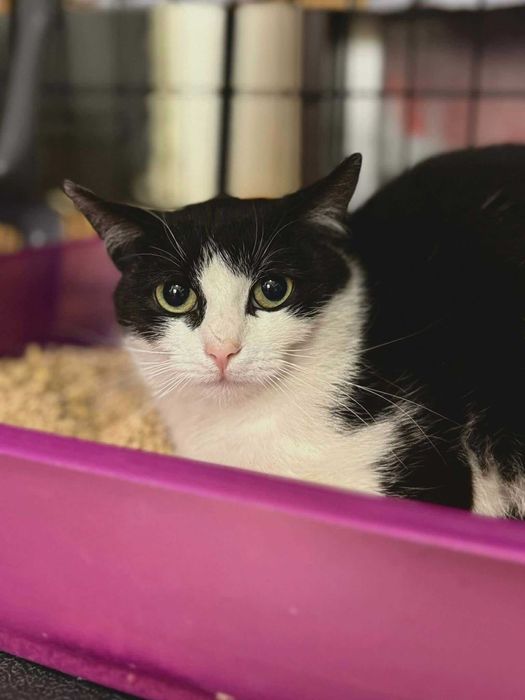 Poppy-  półroczna kotka do adopcji