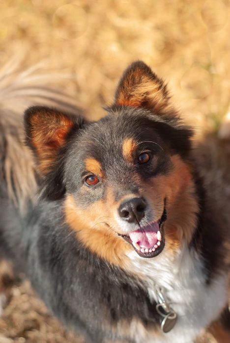 Przepiękny 3 latek szuka domu w spokojnej okolicy