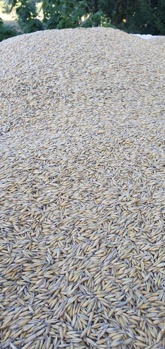 Owies RAMBO po Centrali Nasiennej 2025