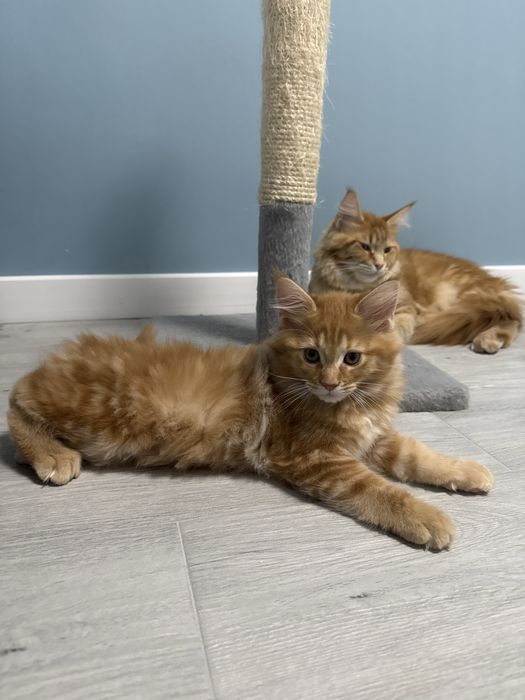 Вязка мейн кун дівчинка