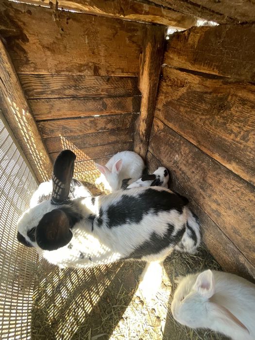 Кролі великі і малі