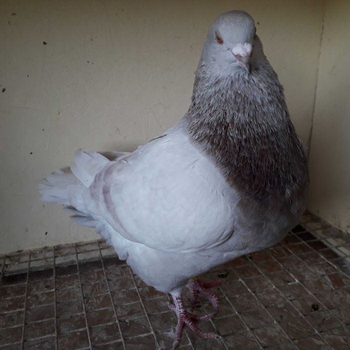 Gołębie Mięsne Kalifornijskie USA