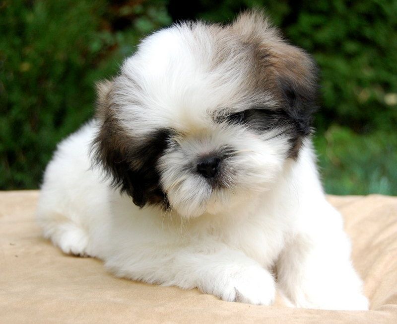 Шикарный ши-тцу для вязки